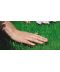 Фото, картинка, изображение Газонная трава DLF-Trifolium Турфлайн Mini (Мини), 1 кг