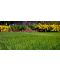 Фото, картинка, изображение Газонная трава DLF-Trifolium Универсал Рark (Парк), 20 кг